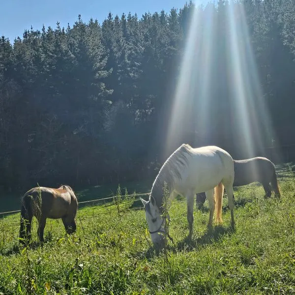 nadie va a cuidar mejor a un caballo que su propia familia